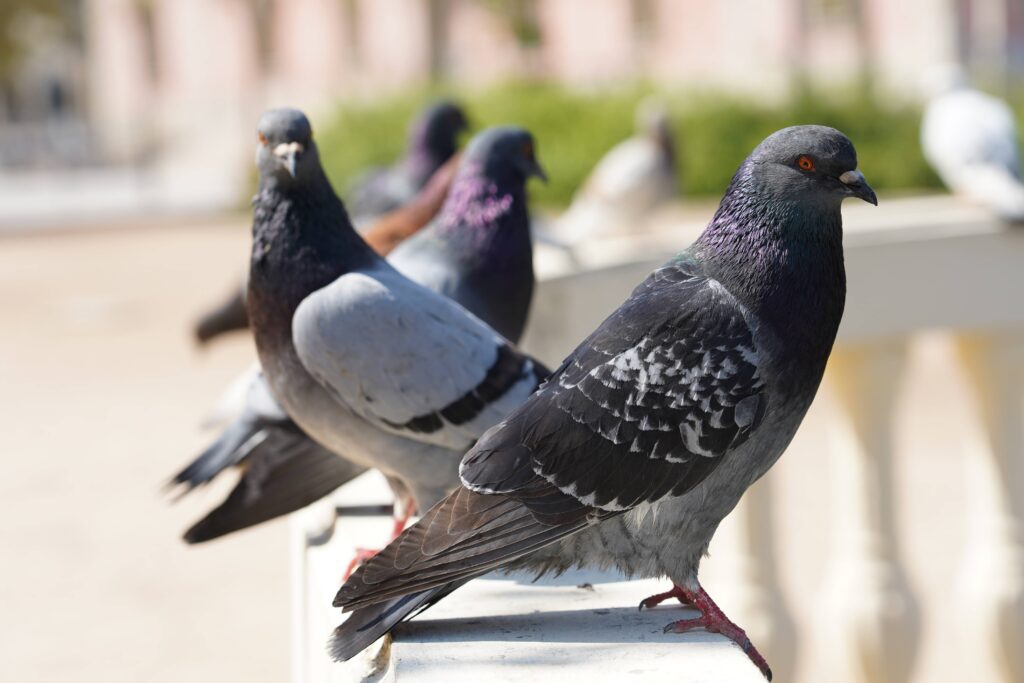 Pigeon Control Services in Dubai